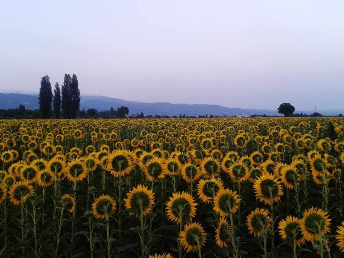 Appartamenti Con Cucina Nelle Colline Toscane Anghiari Exterior photo